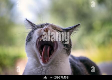 Porträt einer Calico tricolor Katze draußen gähnend, Nahaufnahme Stockfoto