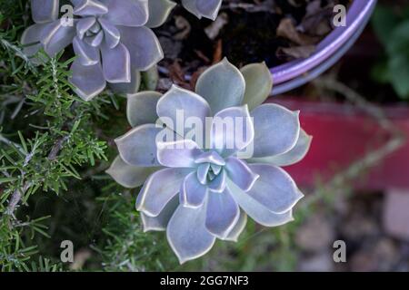 Rosette einer Geisterpflanze oder Graptopetalum paraguayense in der Sonne Stockfoto