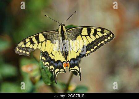 Alte Welt Schwalbenschwanz Schmetterling - Pieris Rapae, schöne farbige iconic Schmetterling der Europäischen Wiesen und Weideland. Stockfoto