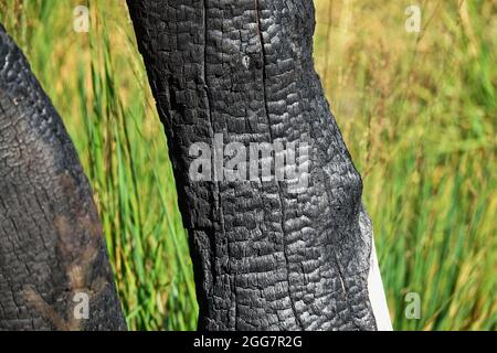 Verbrannte Rinde Hintergrund Textur Makro Stockfoto