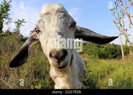 Weiße Ziege schaut auf die Kamera, die auf einer grünen Wiese steht. Ziegenportrait auf ländlichem Hintergrund Stockfoto