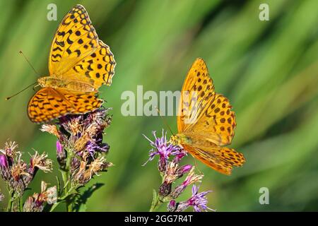 Schmetterling im Freien auf Blume (argynnis paphia) Stockfoto