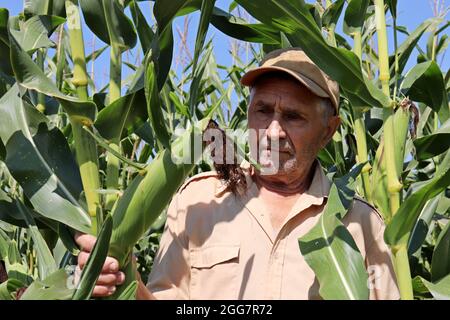 Der alte Bauer kontrolliert die Maisernte, der ältere Mann auf einem Feld. Arbeiter auf dem Bauernhof mit dem Kohlenaufnehmer in den Händen Stockfoto