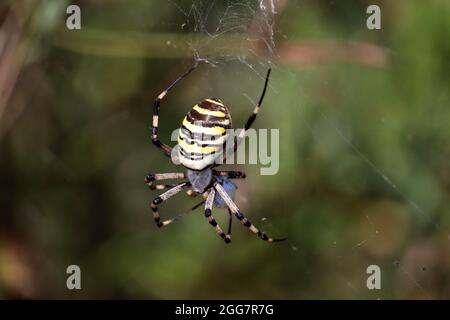 Agriope Spinne sitzt auf einem Netz in einem Wald. Wespenspinne, gefährliches giftiges Insekt Stockfoto