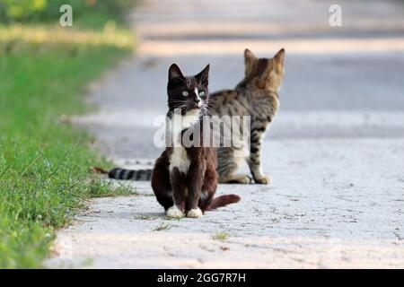 Zwei Katzen sitzen auf einer Straße. Porträt einer schwarzen weißen Katze im Freien Stockfoto