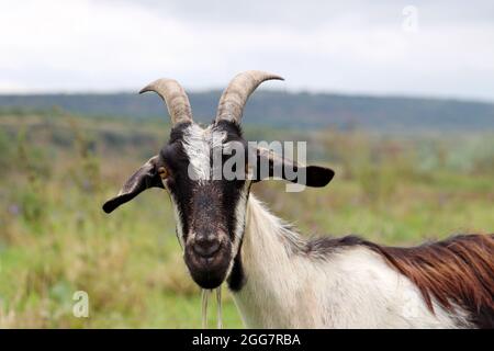 Ziegenportrait auf Naturhintergrund. Gehörnte Ziege mit schwarzem Kopf und Blick auf die Kamera, die auf einer Wiese steht Stockfoto