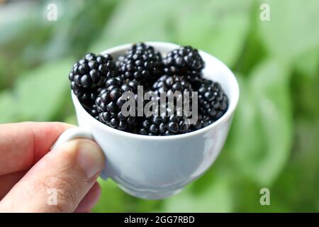 Reife Brombeeren in einer Teetasse aus nächster Nähe. Frische Ernte von Brombeeren im Sommer, selektiver Fokus Stockfoto