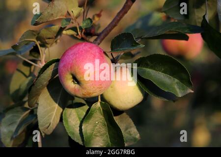 Rote Äpfel wachsen auf einem Baum im Garten am Himmel Hintergrund. Reifende Früchte, die an einem Ast hängen, mit Blättern im Sonnenlicht Stockfoto