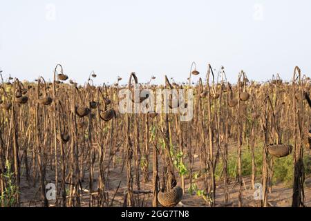 Getrocknete Sonnenblume von der sengenden Sonne. Dürre in Südrussland. Stockfoto