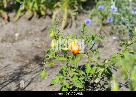 Bio-Tomate, Gold Nugget Stockfoto