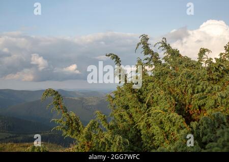 wacholderbaum (Juniperus procera) in der wilden Waldumgebung, häufig in der Volksmedizin verwendet Stockfoto