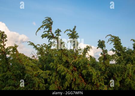 wacholderbaum (Juniperus procera) in der wilden Waldumgebung, häufig in der Volksmedizin verwendet Stockfoto