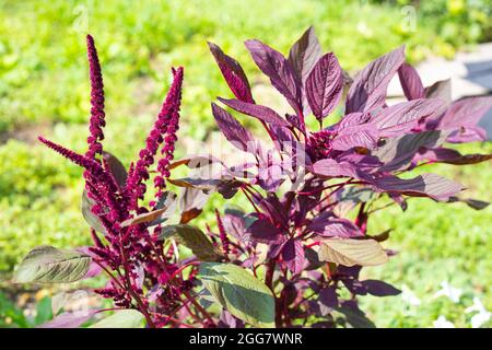 Sommer Blumengarten im Garten. Pflanzliche Amaranth blüht. Pflanzen wachsen und pflegen. Stockfoto