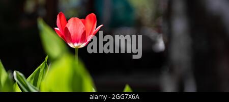 Eine schöne rote Tulpenblume mit frischen grünen Blättern, die im Garten wachsen, der im Hinterhof des Hauses mit warmer Sonne vor dunklem Schattenhintergrund beleuchtet ist. Herausragendes Stockfoto