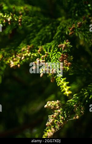 Junge japanische Zedernzweige mit kleinen Zapfen im Sonnenlicht - Cryptomeria japonica, Vertikal, selektiver Fokus Stockfoto