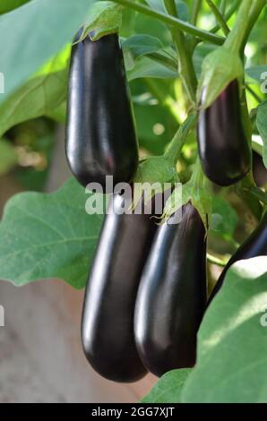 Auberginen, auch als Aubergine oder Brinjal bekannt, sind eine Pflanzenart aus der Familie der Nachtschattengewächse Solanaceae. Auberginen werden weltweit als essbares Gemüse angebaut. Stockfoto