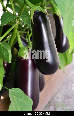 Nahaufnahme von reifen Auberginen mit grünen Blättern, die auf einem Hochbett im Gemüsegarten wachsen. Konzept des Anbaus Ihrer eigenen Bio-Lebensmittel. Stockfoto