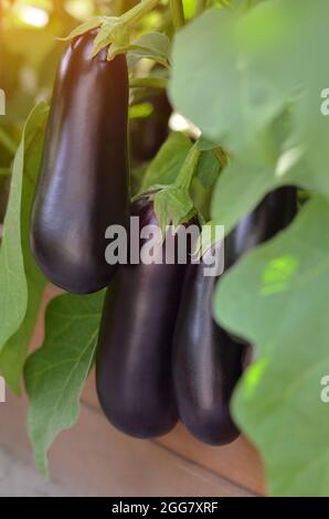 Reife Auberginen wachsen im Garten. Auberginen werden auf der ganzen Welt als essbares Gemüse angebaut. Konzept der organischen Gartenarbeit. Stockfoto