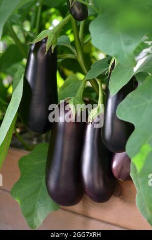 Reife lila Auberginen zwischen grünen Blättern auf einem Hochbett in Ihrem eigenen Garten. Auch als Aubergine oder Brignal bekannt, ist eine Pflanzenart in der Solana Stockfoto