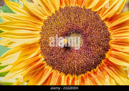 Nahaufnahme einer Sonnenblumenblüte mit einer Biene, die Pollen sammelt Stockfoto