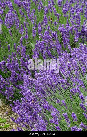 Englischer Lavendel mit Blumenbeet Lavandula angustifolia 'Hidcote Blue' Stockfoto