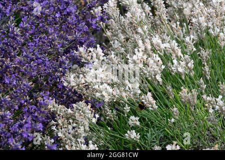 Lavendel gemischt Lavandula angustifolia 'Sentivia Silver' Stockfoto