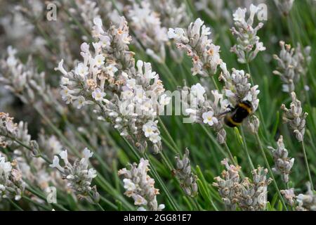 Lavendel Lavandula angustifolia „Sentivia Silver“ Stockfoto