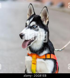 Porträt eines Husky-Hundes mit Hundehalsband. Isolierter weicher Hintergrund Stockfoto