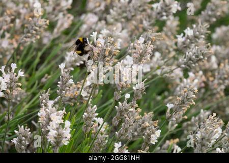 Lavandula angustifolia, weißer Lavendel, „Sentivia Silver“ Stockfoto