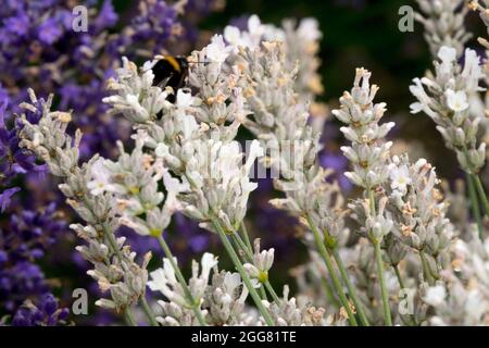 Blau Weiß Lavendel gemischt Lavandula angustifolia „Sentivia Silver“ Stockfoto