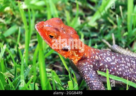 A Namib Rock Agama (Agama planiceps) im Grasland bei Palmwag Junction, Damaraland, Kunene Region in Namibia Stockfoto