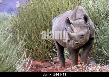 Ein schwarzes Nashorn oder Hakennashorn (Diceros bicornis) in Damara Euphorbia in Damaraland, Namibia Stockfoto