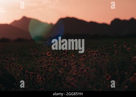 Hinterleuchtete Blumen auf dem Feld mit Bergen in der Ferne. Weiche Pastelltöne mit Sonneneinstrahlung. Stockfoto