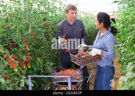 Bauern-Paar ernten rote Tomaten im Gewächshaus Stockfoto