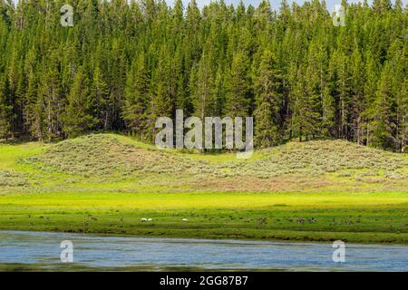 Trompeter-Schwäne und kanadische Gänse im Hayden Valley, Yellowstone National Park, USA Stockfoto