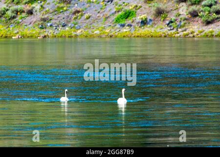 Trompeter Swans schwimmen im Fluss im Hayden Valley, Yellowstone National Park, USA Stockfoto