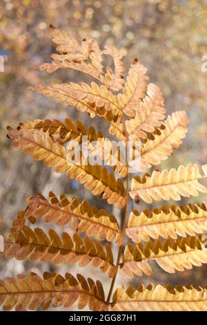 Einzelnes Herbstblatt oder Herbstfarn in saisonalen Farben auf dem Boden Stockfoto