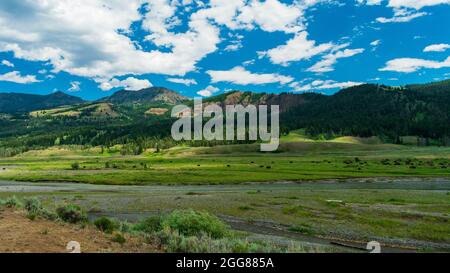 Bison grasen am Lamar River entlang, als ob er durch das Lamar Valley im Yellowstone National Park, USA, fliesst Stockfoto