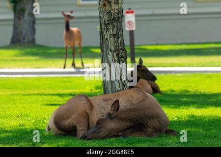 Elche ruhen im Gras in Mammoth Hot Springs, Yellowstone National Park, USA Stockfoto