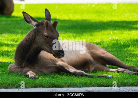 Elche ruhen im Gras in Mammoth Hot Springs, Yellowstone National Park, USA Stockfoto