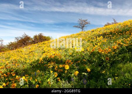 Balsamroot Flowers blühen auf einem Hügel im Tom McCall Preserve, in Rowena, Oregon. Rowena liegt in der Columbia River Gorge. Stockfoto