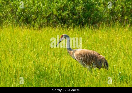 Sandhill Crane im Yellowstone National Park, USA Stockfoto