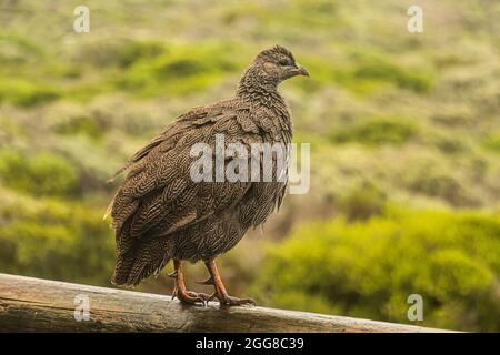 Kap-Waldvögel oder Kap-Francolin (Pternistis capensis) im Cape Agulhas National Park dieser Vogel ist endemisch am südwestlichen Kap von Südafrika. Stockfoto