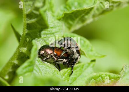 Paar japanische Käfer Paarung (Popillia Japonica) - Virginia, USA Stockfoto