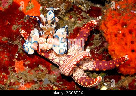 Harlequin Shrimp, Hymenocera picta, mit Seestern-Essen, Fromia monilis. Tulamben, Bali, Indonesien. Bali Meer, Indischer Ozean Stockfoto