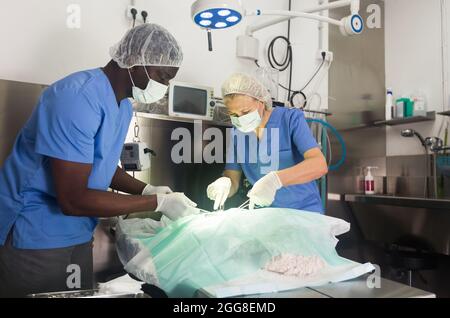 Tierärzte, die Operation für Hund in einer Tierklinik Stockfoto