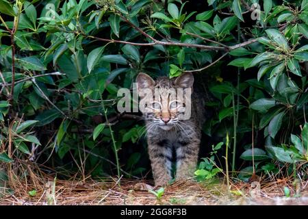 Wild Bobcat (Lynx rufus) Kätzchen - Brevard, North Carolina, USA Stockfoto