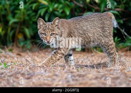 Wild Bobcat (Lynx rufus) Kätzchen - Brevard, North Carolina, USA Stockfoto