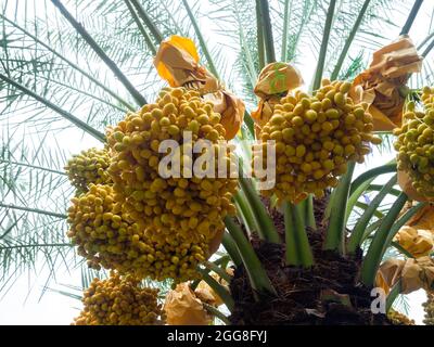 Datteln auf der Palme. Ein Haufen gelber Datteln auf Dattelpalme. Stockfoto