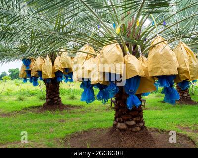 Datteln auf der Palme. Ein paar gelbe Datteln auf Dattelpalme auf der Farm. Stockfoto